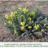 plebejus maracandicus host-plant sarykum